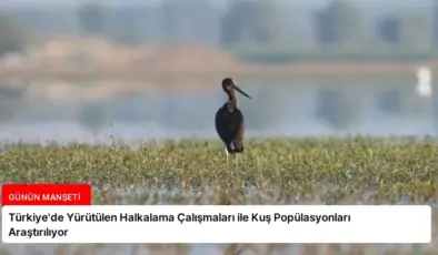 Türkiye’de Yürütülen Halkalama Çalışmaları ile Kuş Popülasyonları Araştırılıyor