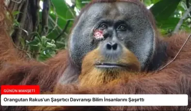 Orangutan Rakus’un Şaşırtıcı Davranışı Bilim İnsanlarını Şaşırttı